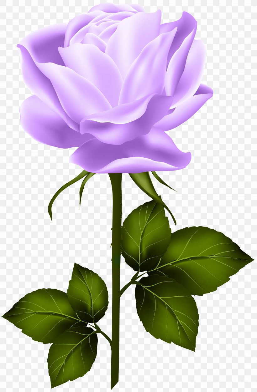 Centifolia Roses Clip Art, PNG, 5233x8000px, Rose, Blue Rose, Cut Flowers, Flora, Floral Design Download Free