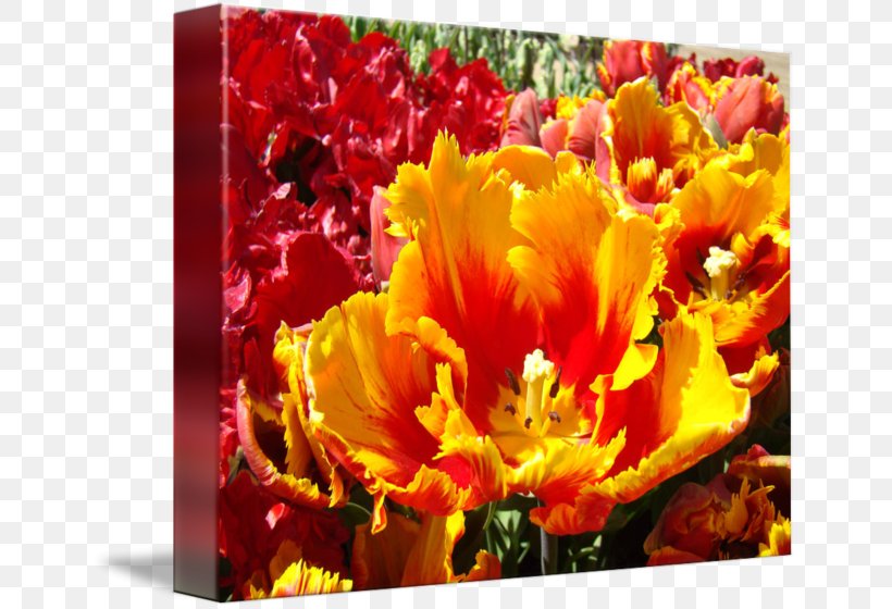 Denham Green Nursery Living Walls Art Tulip, PNG, 650x560px, Art, Cut Flowers, Denham, Etching, Flower Download Free