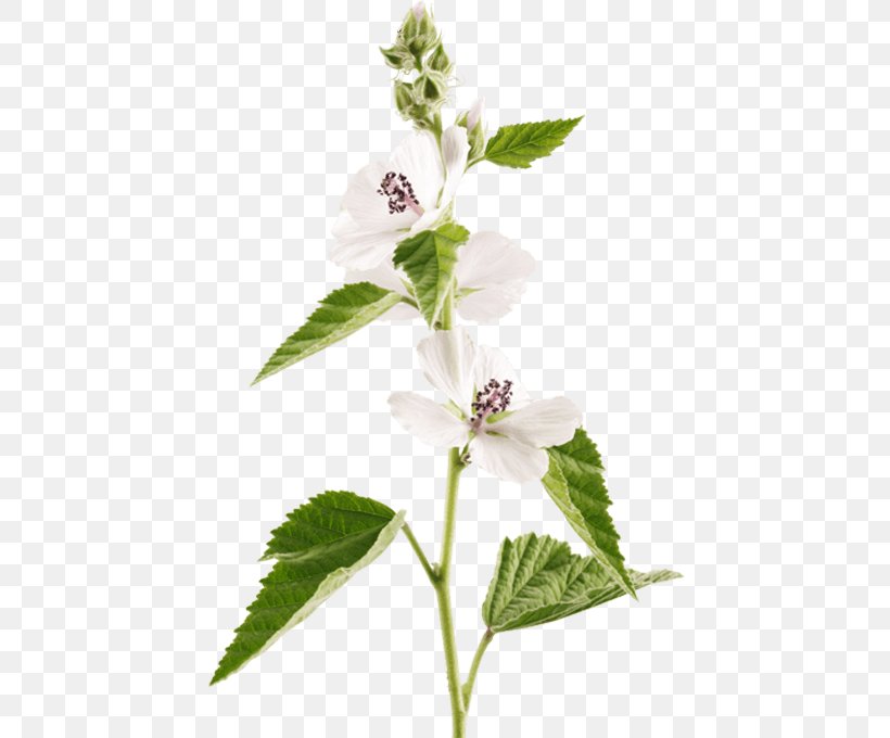 Holy Basil Marshmallow Creme Marsh Mallow Herb, PNG, 440x680px, Holy Basil, Flower, Flowering Plant, Herb, Leaf Download Free