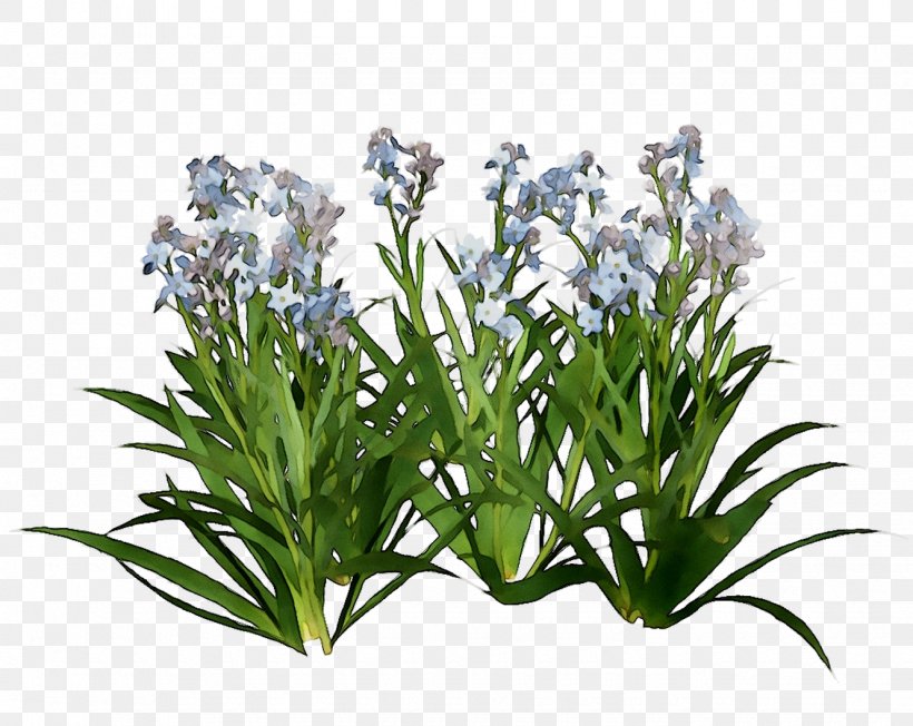 Hyacinth Sewa Hantaran Byamalinayusri Design Wix.com, PNG, 1330x1059px, Hyacinth, Aquarium Decor, Betel, Flower, Flowering Plant Download Free