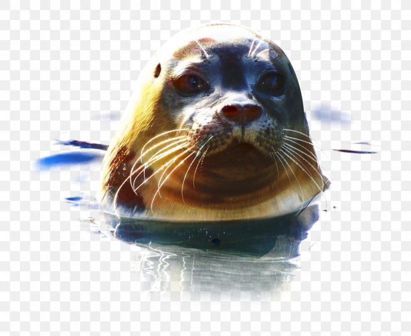 Otter Cartoon, PNG, 1314x1073px, Earless Seal, Animal, Bearded Seal, Beaver, California Sea Lion Download Free