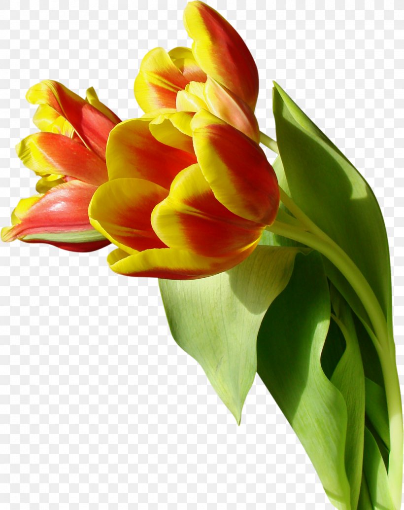 Tulip Flower, PNG, 1015x1280px, Tulip, Canna Family, Canna Lily, Cut Flowers, Floral Design Download Free