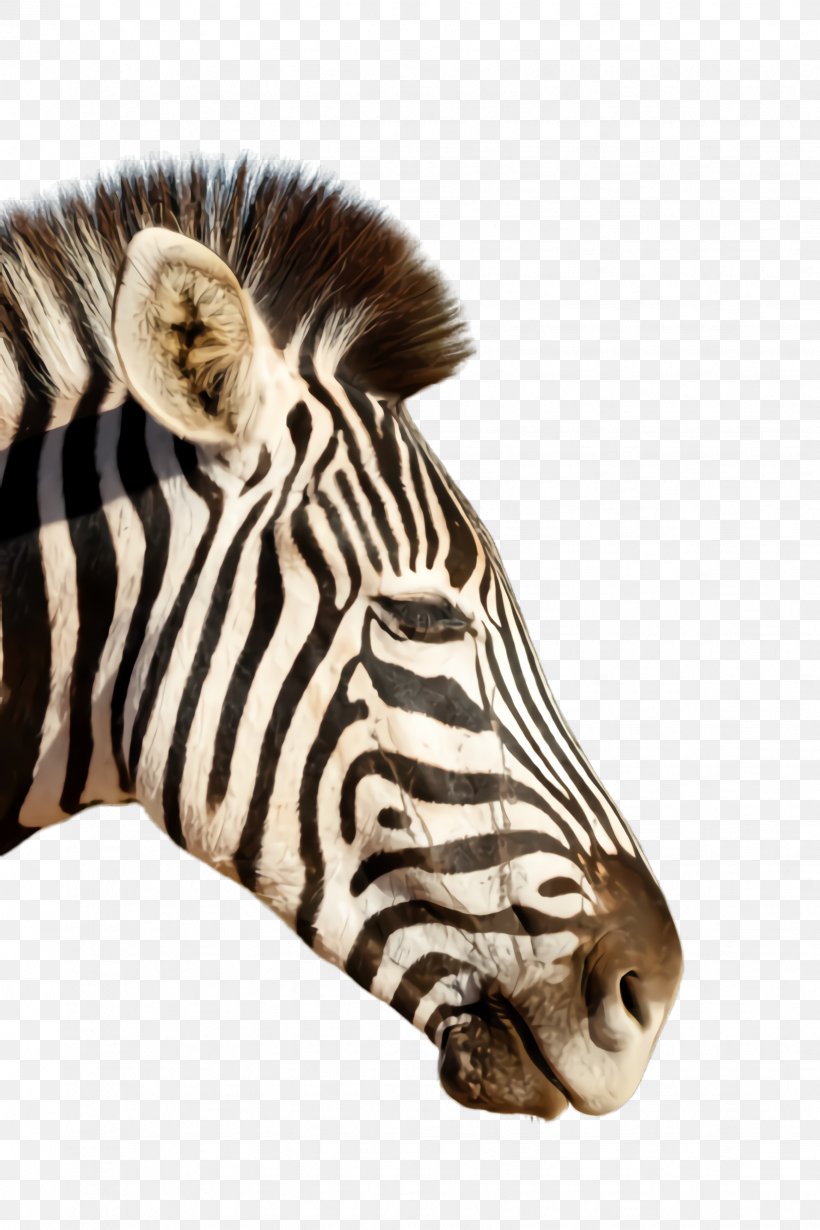 Zebra White Wildlife Terrestrial Animal Head, PNG, 1632x2448px, Zebra, Animal Figure, Fur, Head, Snout Download Free