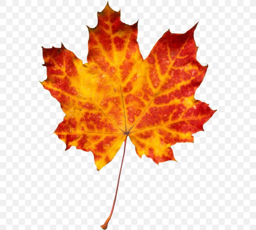 Autumn Leaf Color Clip Art, PNG, 572x737px, Autumn, Autumn Leaf Color, Flowering Plant, Glog, Leaf Download Free