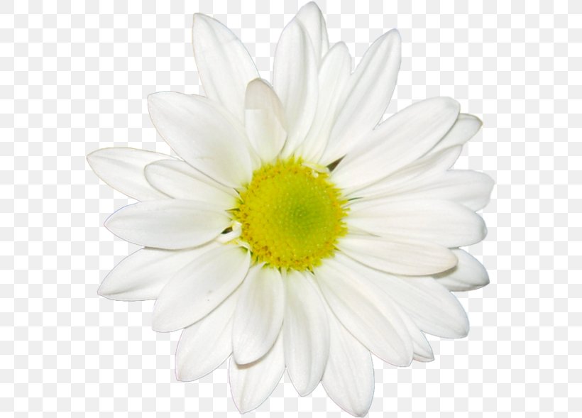 Common Daisy Flower Stock Photography Floral Design Oxeye Daisy, PNG, 579x589px, Common Daisy, Annual Plant, Chamaemelum Nobile, Chamomile, Chrysanthemum Download Free