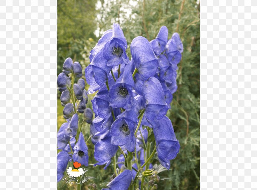 Yarrow Plant Nursery Ziedi Giant Hyssops, PNG, 1000x740px, Yarrow, Bellflower Family, Blue, Bluebonnet, Delphinium Download Free