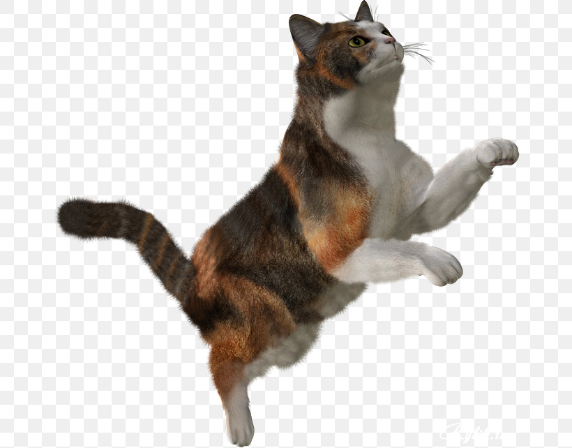 Cat Small To Medium-sized Cats Jumping Tail Toy, PNG, 670x642px, Cat, American Wirehair, Animal Figure, European Shorthair, Jumping Download Free