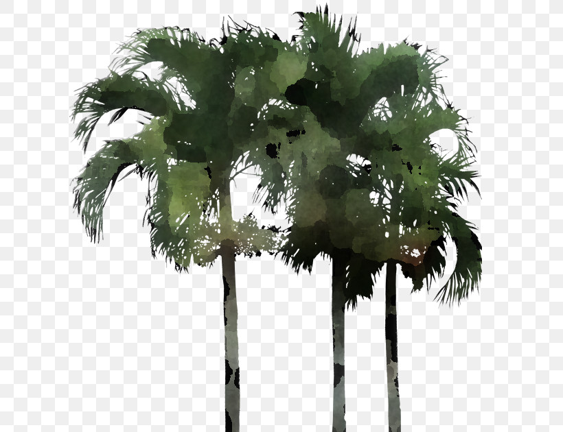 Palm Tree, PNG, 636x630px, Tree, Arecales, Flower, Leaf, Palm Tree Download Free