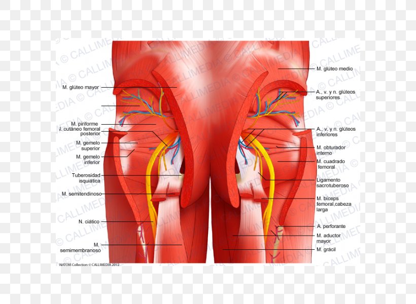 Pelvis Gastrocnemius Muscle Muscular System Rectus Abdominis Muscle, PNG, 600x600px, Watercolor, Cartoon, Flower, Frame, Heart Download Free