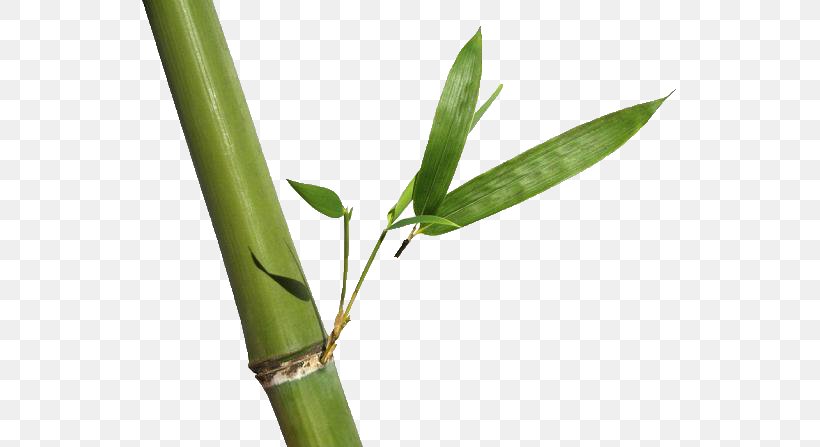 Bamboo Getty Images Business Stock Photography, PNG, 564x447px, Bamboo, Advertising, Bamboo Textile, Business, Clothing Download Free
