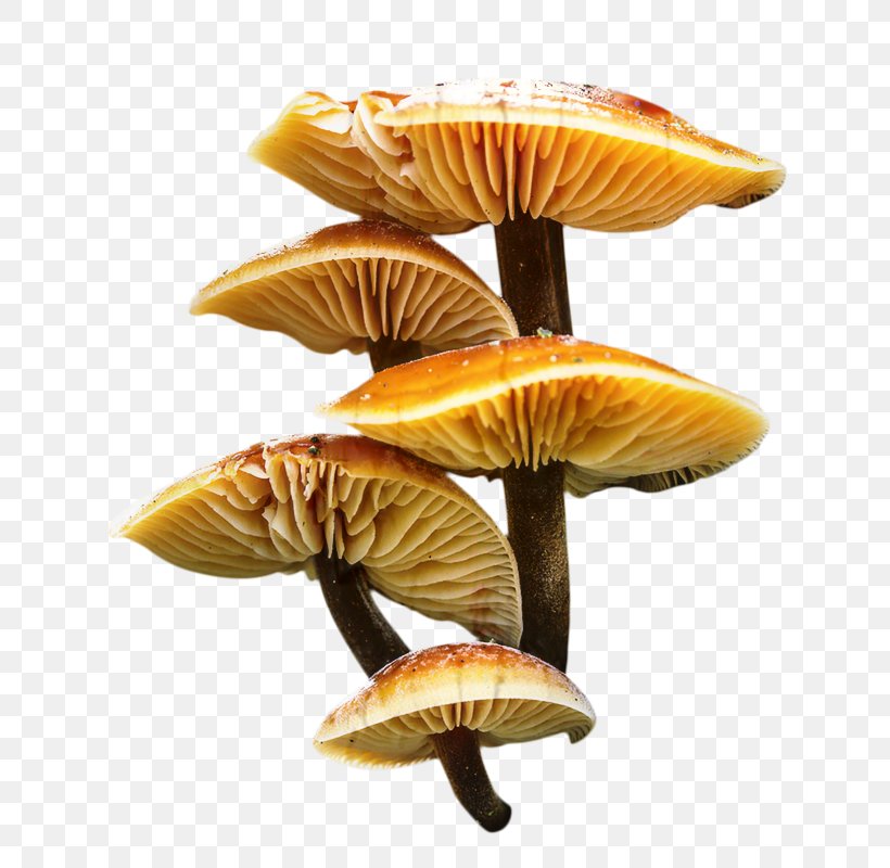 Edible Mushroom, PNG, 648x800px, Edible Mushroom, Agaricaceae, Agaricomycetes, Agaricus, Bolete Download Free