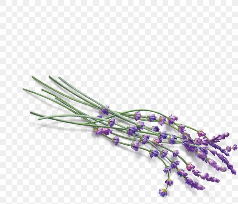 Lavender Clip Art, PNG, 1122x966px, Lavender, Branch, Chart, Essential Oil, Flower Download Free