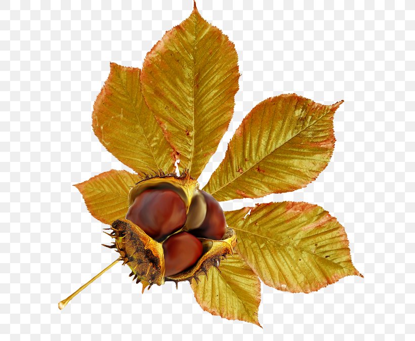 Leaf Chestnut Fruit Autumn Acorn, PNG, 650x674px, Leaf, Acorn, Autumn, Brown, Chestnut Download Free