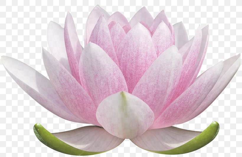 Lotus, PNG, 811x534px, Lotus Family, Aquatic Plant, Flower, Lotus, Petal Download Free