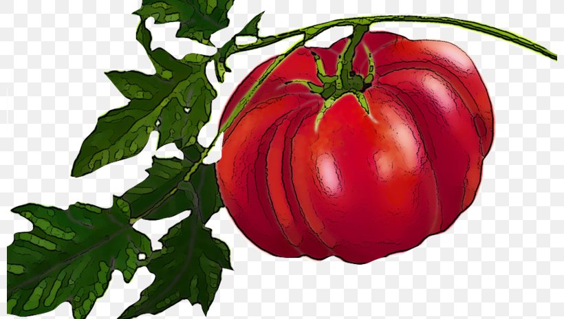Plum Tomato Heirloom Tomato Bush Tomato Food, PNG, 800x464px, Plum Tomato, Bell Peppers And Chili Peppers, Bush Tomato, Chili Pepper, Diet Food Download Free