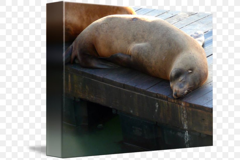 Sea Lion Snout, PNG, 650x547px, Sea Lion, Fauna, Lion, Mammal, Marine Mammal Download Free