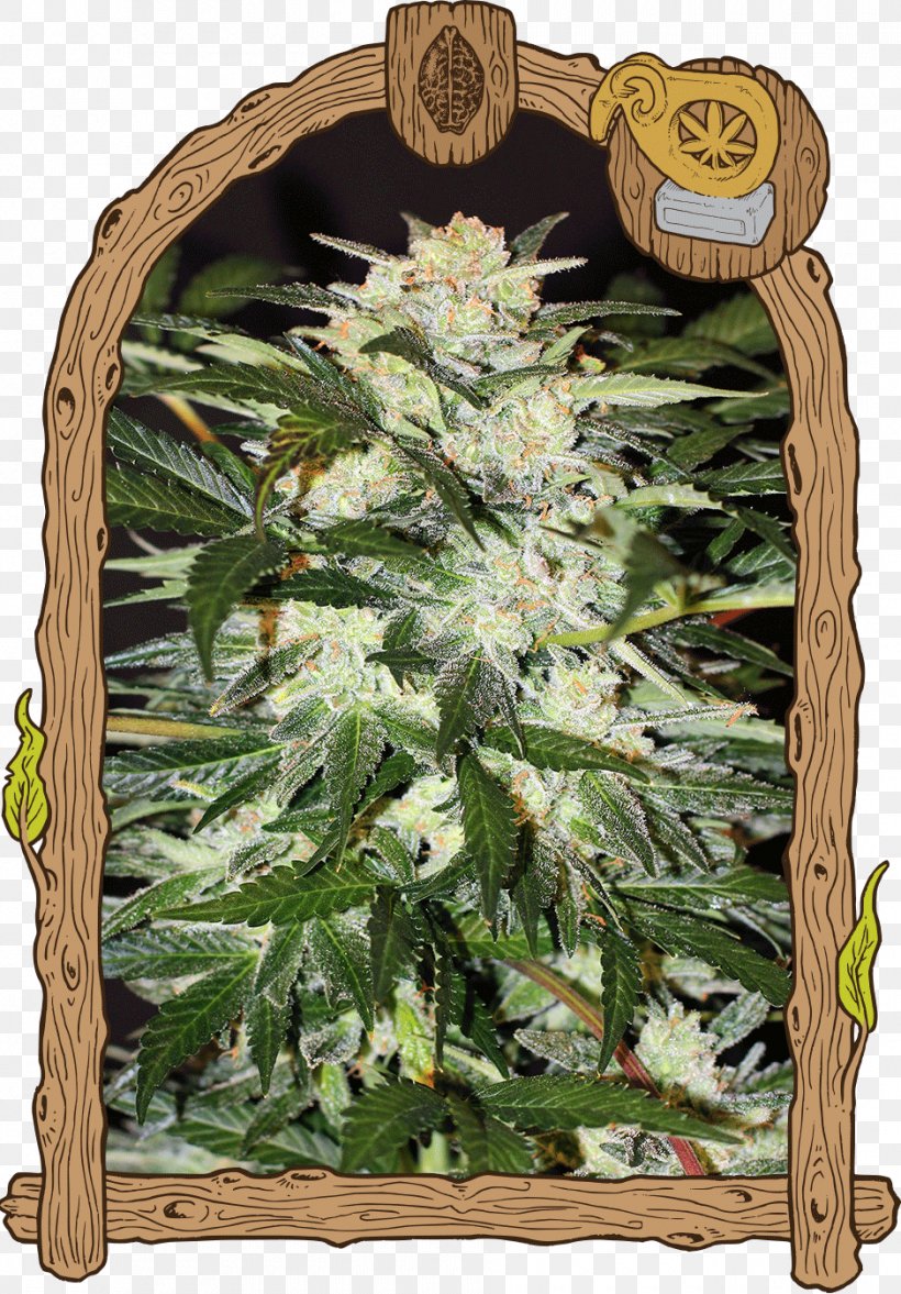 Autoflowering Cannabis Seed Bank Skunk, PNG, 940x1350px, Autoflowering Cannabis, Cannabis, Cannabis Sativa, Dr Chronic, Grow Shop Download Free