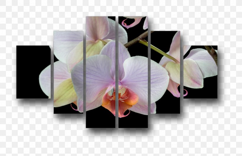 Moth Orchids, PNG, 1276x822px, Moth Orchids, Flower, Flowering Plant, Moth Orchid, Orchids Download Free