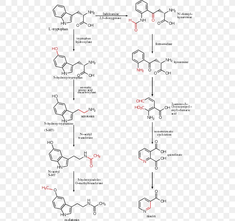Tryptophan Hydroxylase Serotonin Melatonin Amino Acid, PNG, 528x768px, Tryptophan, Amino Acid, Area, Aromatic Lamino Acid Decarboxylase, Chemistry Download Free