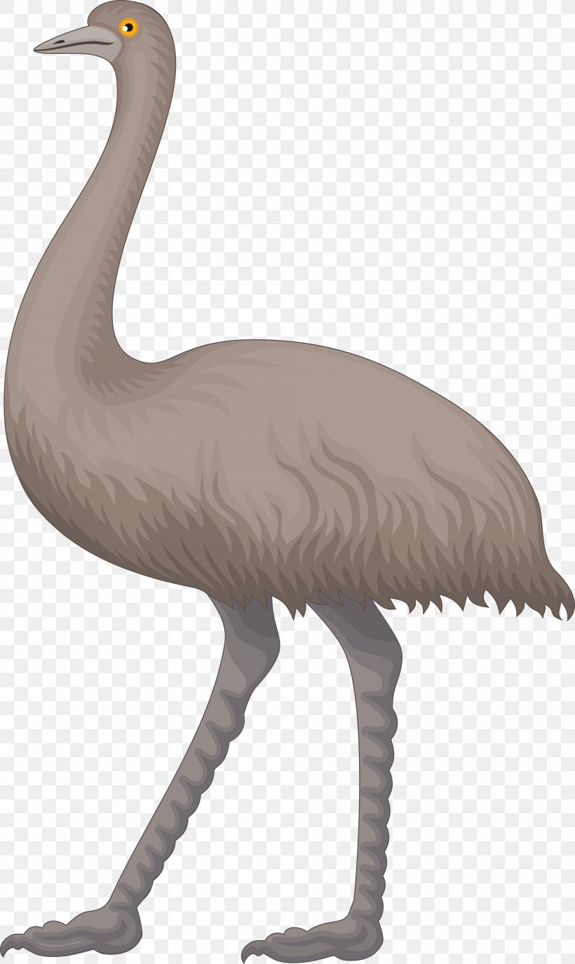 Common Ostrich Emu Clip Art, PNG, 4000x6712px, Common Ostrich, Beak, Bird, Cartoon, Crane Download Free