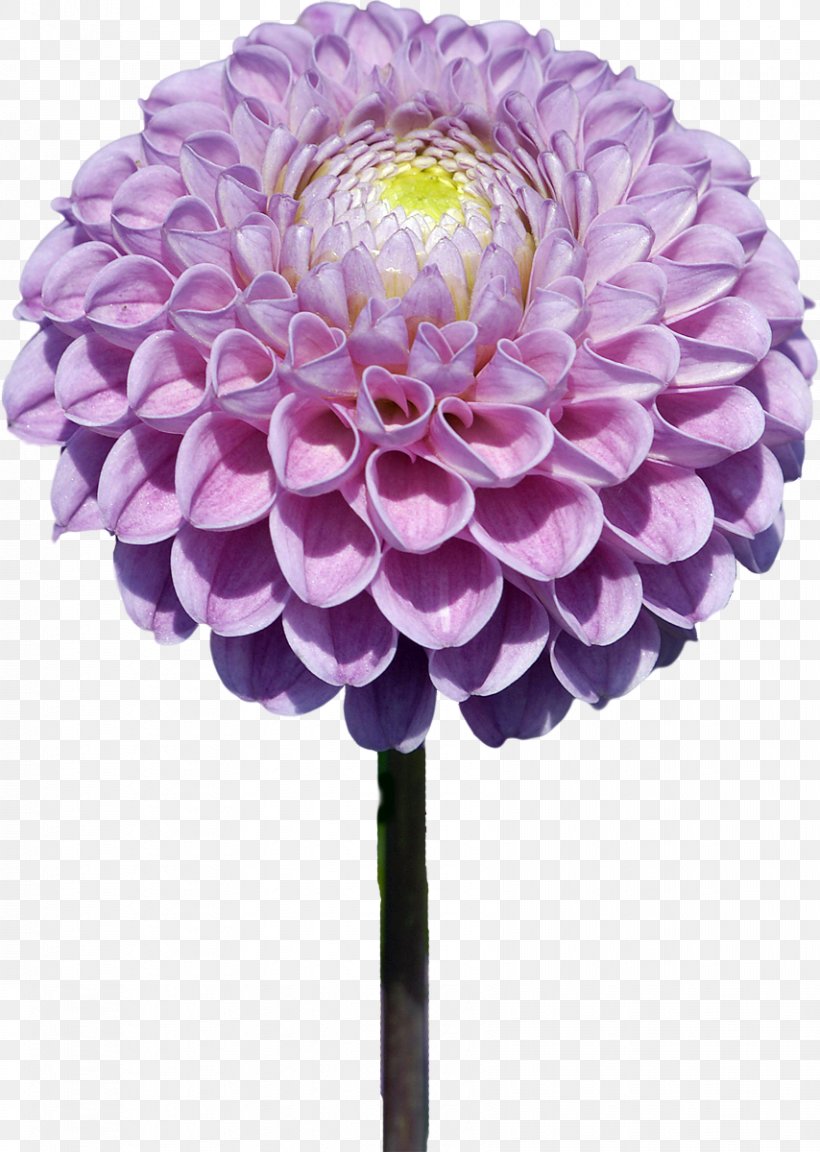 Dahlia Flower Photography PaintShop Pro, PNG, 854x1200px, Dahlia, Artificial Flower, Chrysanths, Cut Flowers, Daisy Family Download Free