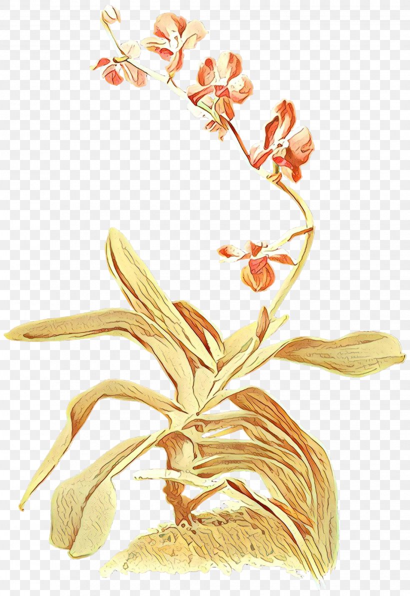 Flowering Plant Flower Plant Orchid Terrestrial Plant, PNG, 2063x3000px, Cartoon, Cattleya, Flower, Flowering Plant, Laelia Download Free