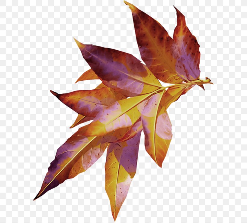 Leaf Clip Art Image Autumn Leaves, PNG, 600x741px, Leaf, Autumn, Autumn Leaves, Cinemagraph, Digital Image Download Free