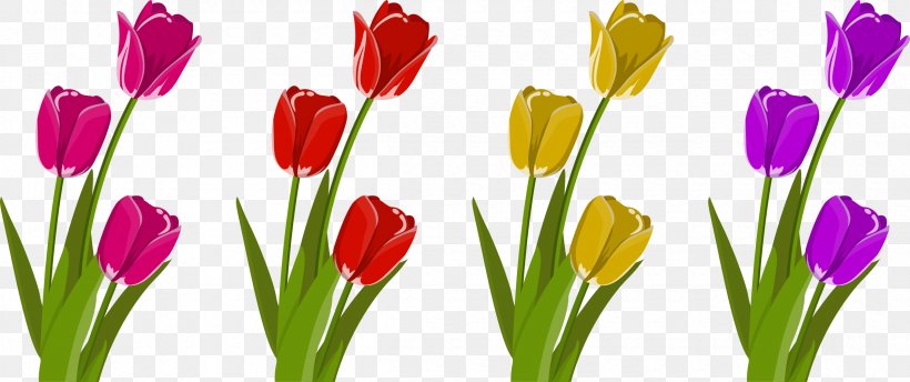 Cut Flowers Tulip Petal, PNG, 2400x1008px, Flower, Bud, Crocus, Cut Flowers, Flowering Plant Download Free