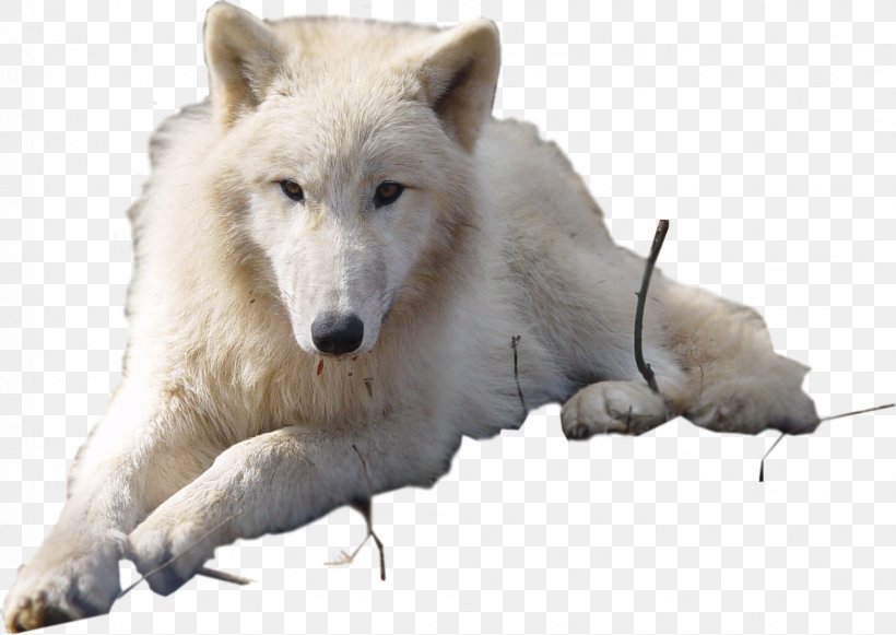 Dog Arctic Wolf Puppy Arctic Fox, PNG, 1618x1147px, Dog, Arctic, Arctic Fox, Arctic Hare, Arctic Wolf Download Free