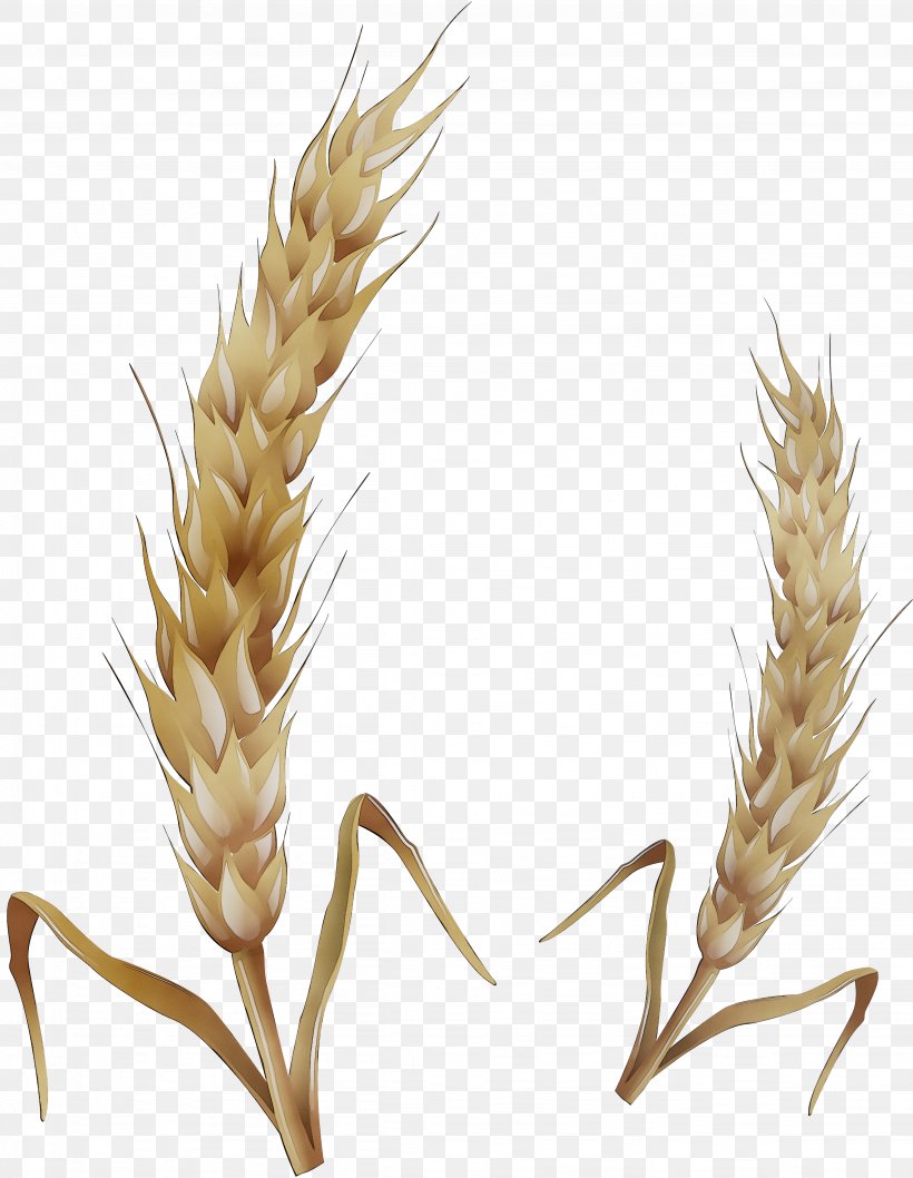 Emmer Spelt Einkorn Wheat Triticale Grain, PNG, 4514x5827px, Emmer, Barley, Barleys, Cereal, Cereal Germ Download Free