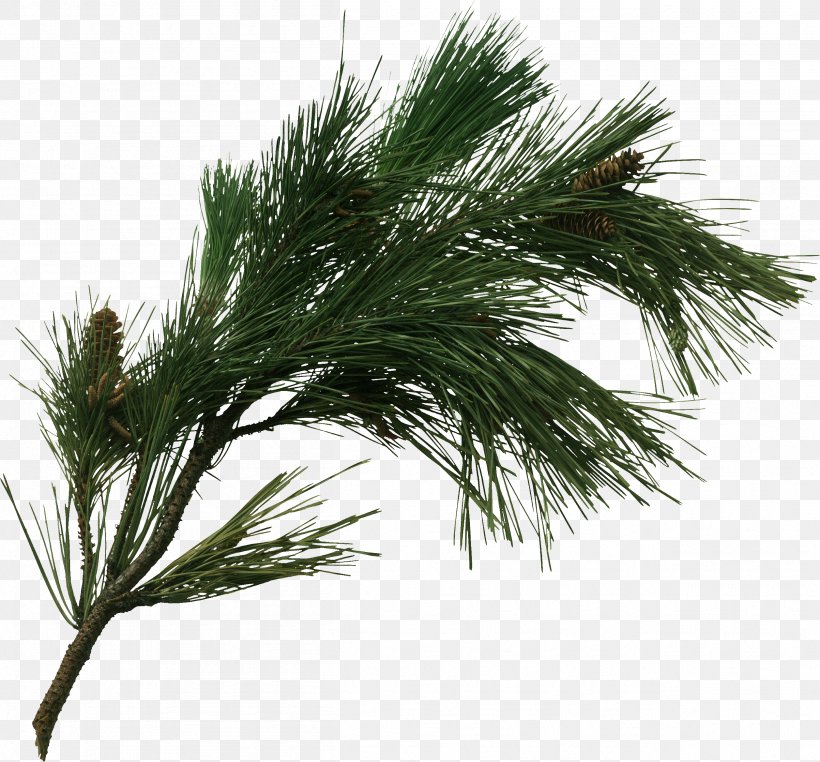 Pine Tree Branch Fir Pinus Pinaster, PNG, 2514x2337px, Pine, Arecales, Branch, Casuarina, Christmas Download Free
