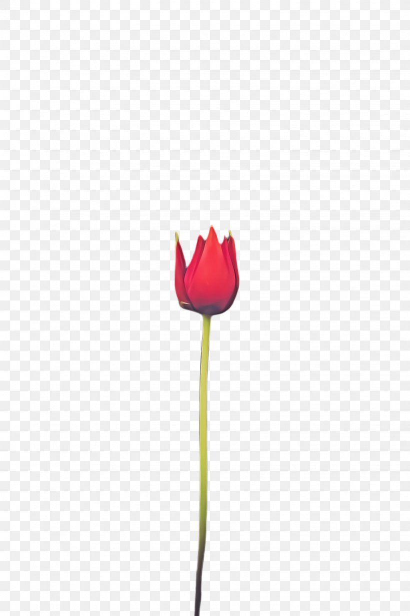 Pink Flower Cartoon, PNG, 1632x2448px, Tulip, Blossom, Bud, Closeup, Coquelicot Download Free