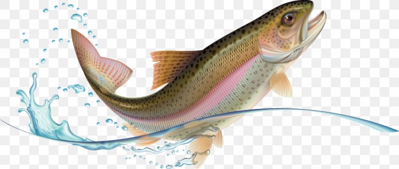Rainbow Trout Stock Photography, PNG, 825x352px, Rainbow Trout, Animal Figure, Bony Fish, Brook Trout, Cod Download Free