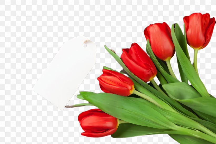 Tulip Flower Cut Flowers Petal Red, PNG, 2448x1632px, Tulip, Bouquet, Cut Flowers, Flower, Flowering Plant Download Free