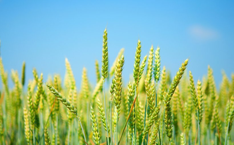 Common Wheat Desktop Wallpaper Wheat Fields Cereal Wheatgrass, PNG, 1576x982px, 4k Resolution, Common Wheat, Agriculture, Barley, Cereal Download Free