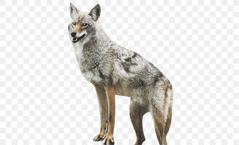 Coyote Dog Red Fox Duck Goose, PNG, 500x500px, Coyote, Bait, Bird Control, Canidae, Carnivoran Download Free