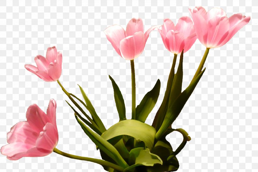 Flower Begonia, PNG, 2764x1851px, Flower, Begonia, Blog, Bud, Cut Flowers Download Free