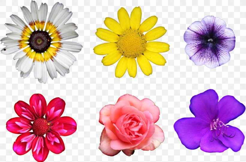 Flower Bouquet Clip Art, PNG, 1024x677px, Flower, Annual Plant, Chrysanths, Cut Flowers, Daisy Download Free