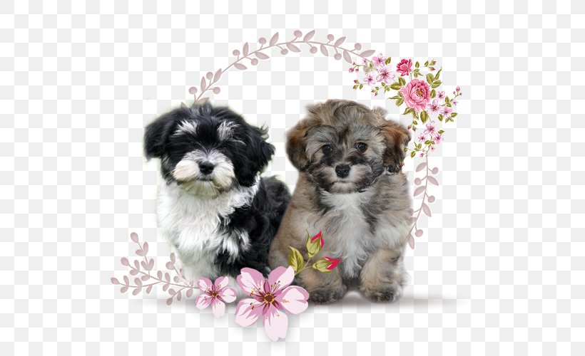 Morkie Shih Tzu Bolonka Little Lion Dog Havanese Dog, PNG, 640x500px, Morkie, Bichon, Bolonka, Carnivoran, Cavachon Download Free