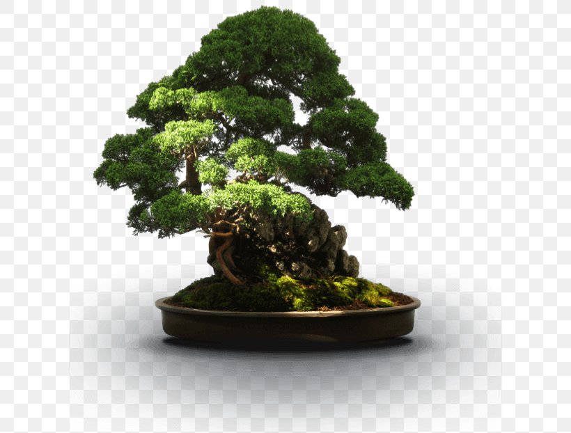 National Bonsai Foundation 101 Essential Tips Bonsai Bonsai, A Beginners Guide Houseplant, PNG, 622x622px, National Bonsai Foundation, Bonsai, Bonsai A Beginners Guide, Chinese Sweet Plum, Container Garden Download Free