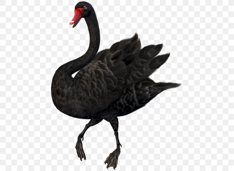 Mute Swan Black Swan Clip Art, PNG, 500x600px, Mute Swan, Beak, Bird, Black Swan, Blacknecked Swan Download Free