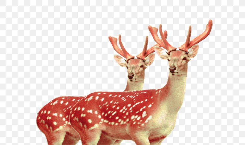 Formosan Sika Deer Velvet Antler Tiger, PNG, 658x486px, Deer, Animal, Antler, Bone, Cartoon Download Free