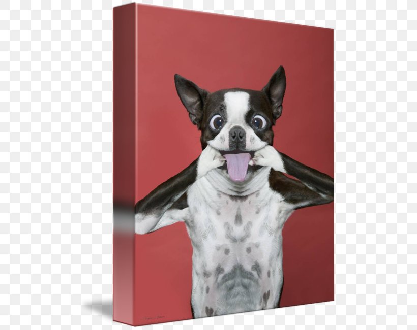 Shar Pei Puppy Dad Joke Boston Terrier Art Dog, PNG, 507x650px, Shar Pei, Animal, Art Dog, Boston Terrier, Carnivoran Download Free