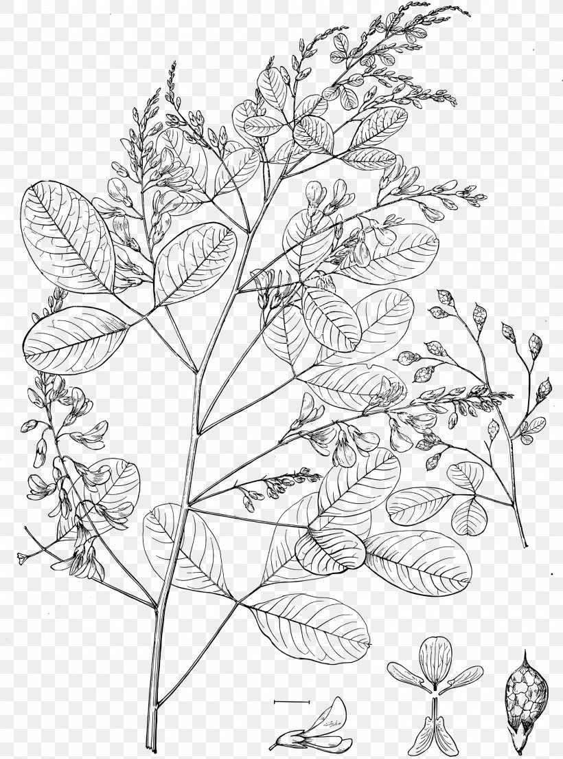 Thunberg's Lespedeza Lespedeza Bicolor Flowering Plant Line Art, PNG, 1920x2586px, Plant, Area, Artwork, Black And White, Branch Download Free