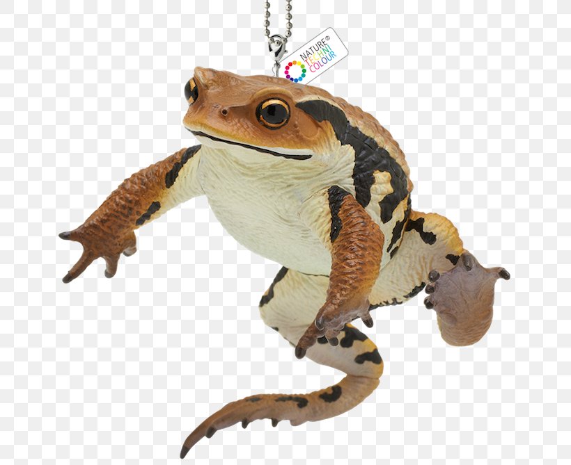 Toad True Frog Gashapon Goods, PNG, 700x669px, Toad, Amphibian, Frog, Gashapon, Goods Download Free