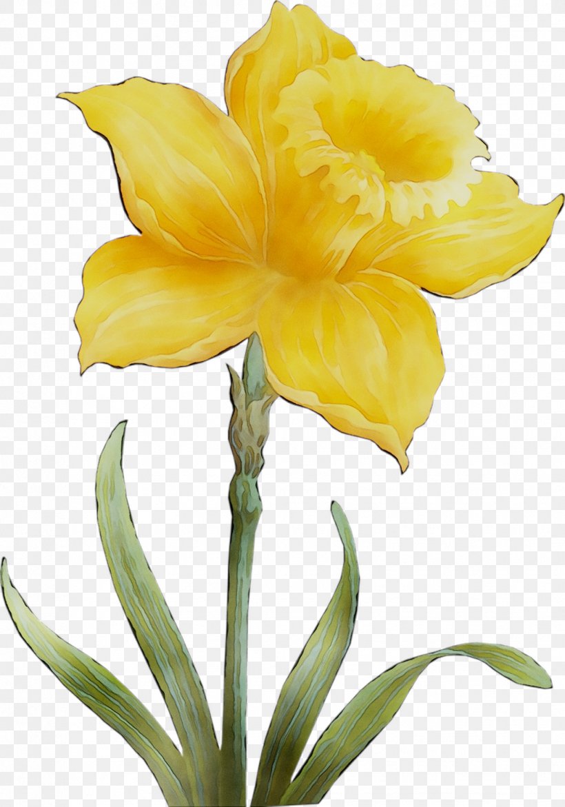 Amaryllis Jersey Lily Cut Flowers Yellow Plant Stem, PNG, 1034x1477px ...