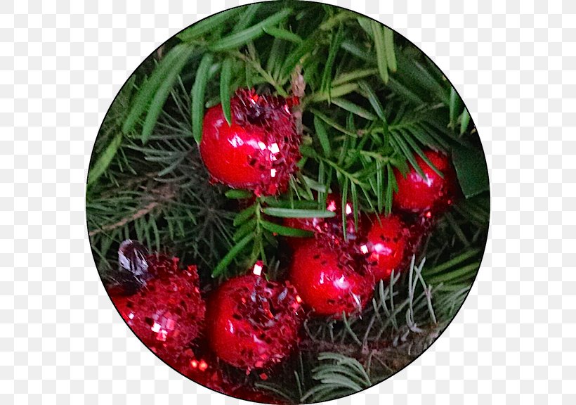 Christmas Ornament Pine Family Christmas Day, PNG, 576x576px, Christmas Ornament, Christmas, Christmas Day, Christmas Decoration, Pine Download Free