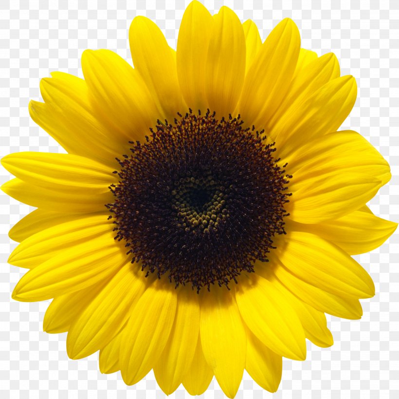 Common Sunflower Color, PNG, 2649x2648px, Common Sunflower, Daisy Family, Flower, Flowering Plant, Food Download Free