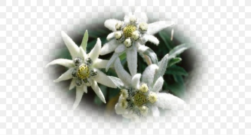 Edelweiss Flower Seed Alps, PNG, 600x441px, Edelweiss, Alpine Garden, Alps, Embryophyta, Floral Emblem Download Free