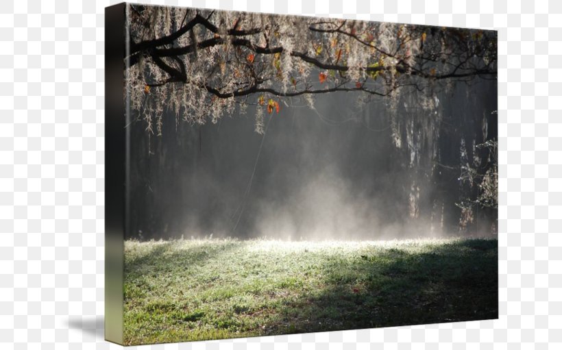 Gallery Wrap Warm Rising Sun Picture Frames Art Nature, PNG, 650x511px, Gallery Wrap, Art, Canvas, Forest, Grass Download Free